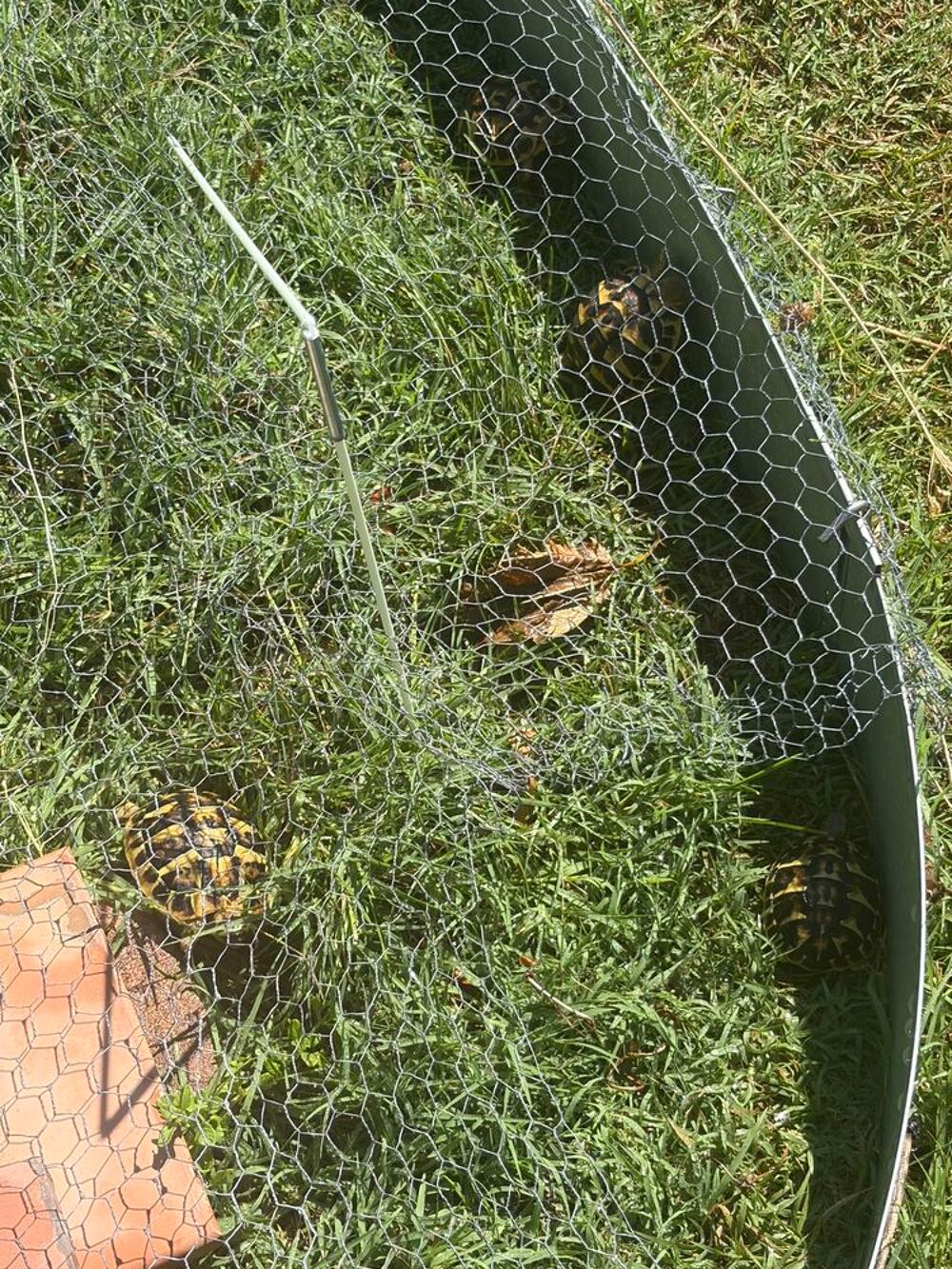   Tortue de terre testudo 