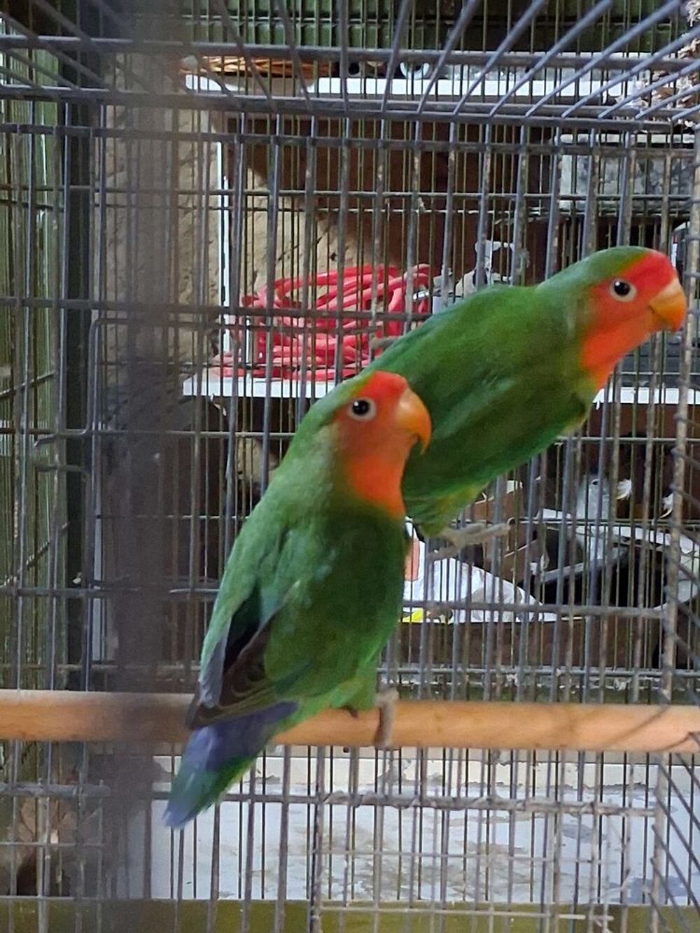   Inseparables  