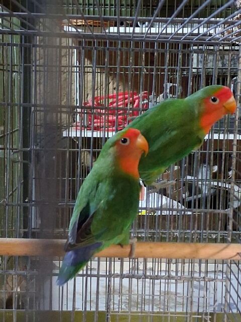 Inseparables 30 35120 Baguer-morvan