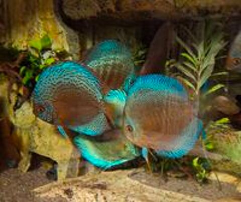   Discus 