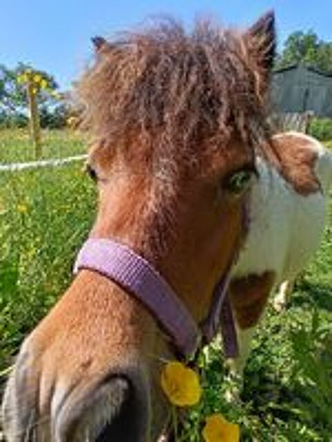  mini shetland PP  trs proche des gens 