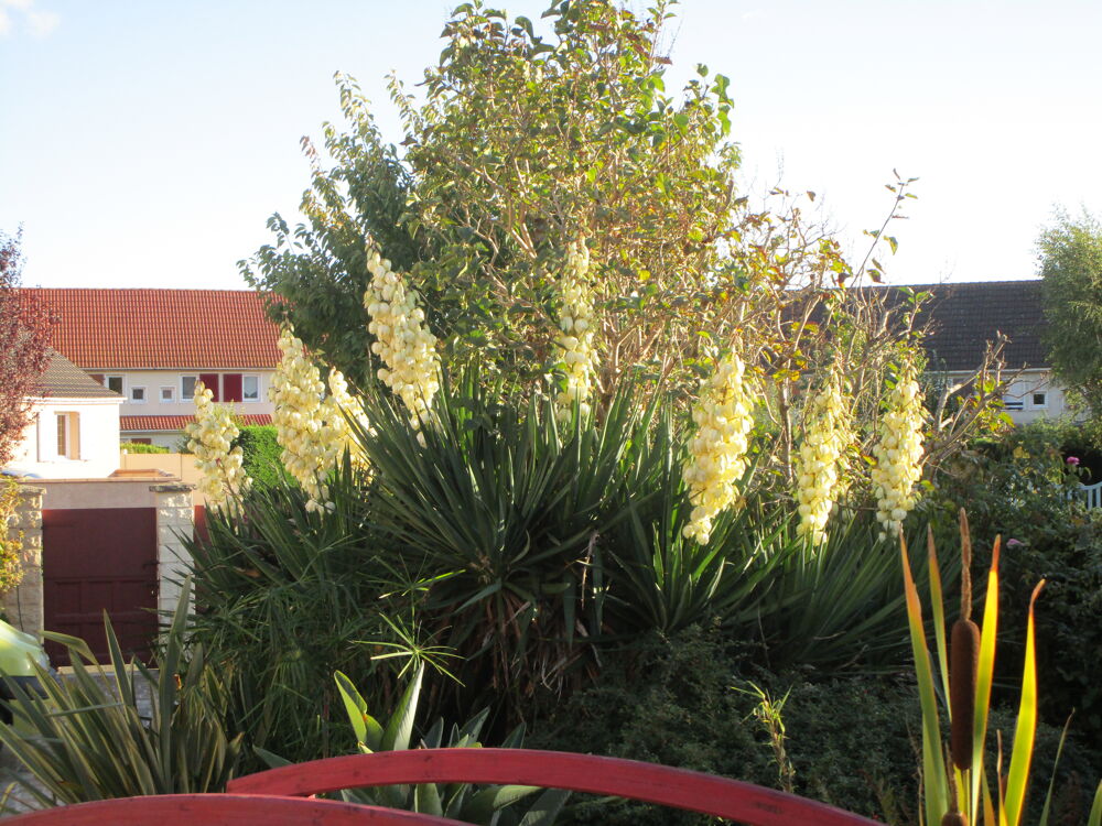plante exotique ext&eacute;rieure yucca Jardin
