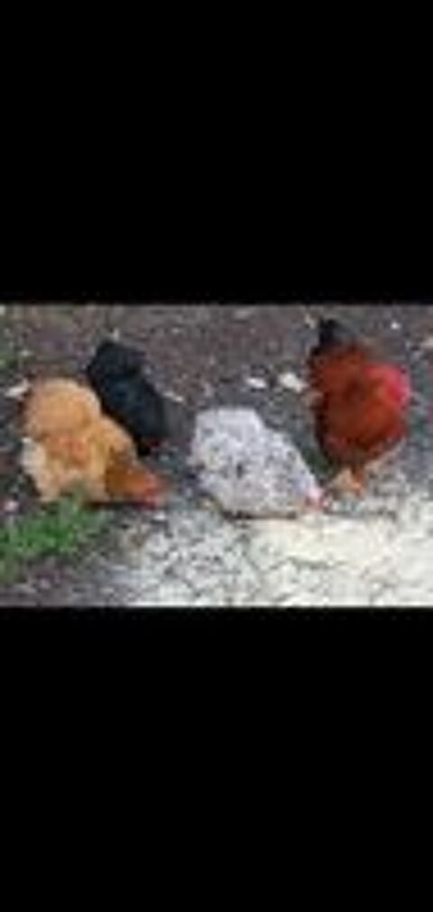   poule pondeuses et coq de couleurs diffrent marron. 