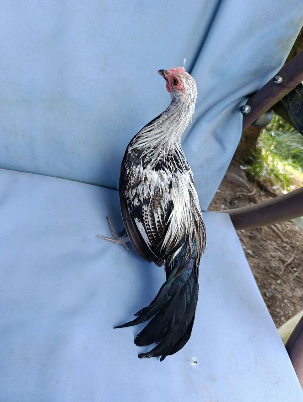   Jeune coq Phoenix argenté  