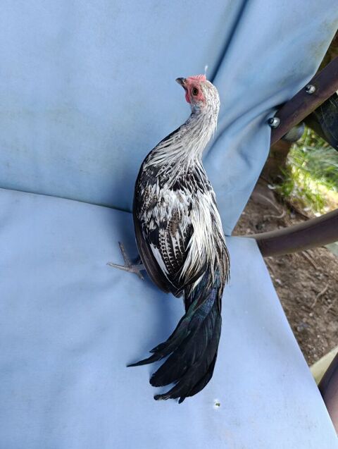 Jeune coq Phoenix argent&eacute; 15 88600 Bruyères
