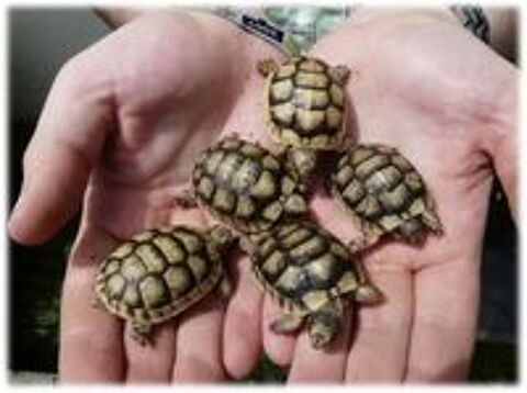   bb tortue 2026 