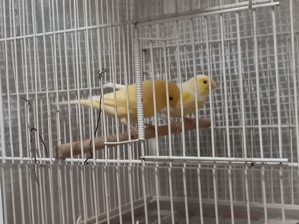   canari 