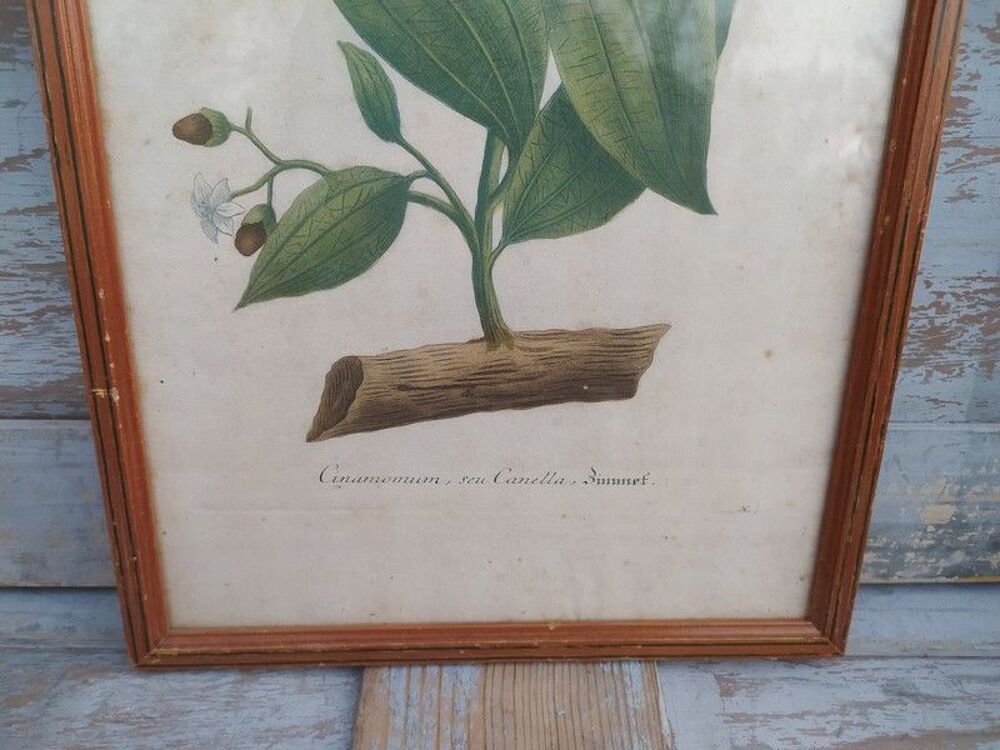 Cinamomum Cannelle Gravure Johann Wilhelm Weinmann XVIIIe 