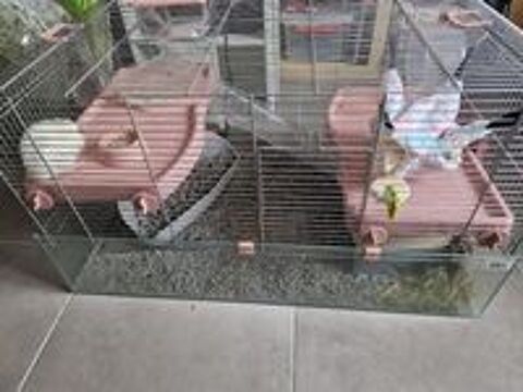   Rattes  l adoption 