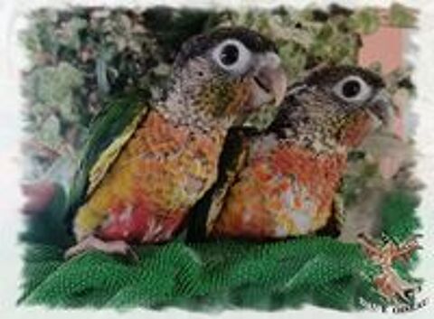   Conure molinaé EAM 