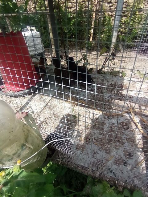 Poule 10 44330 Vallet