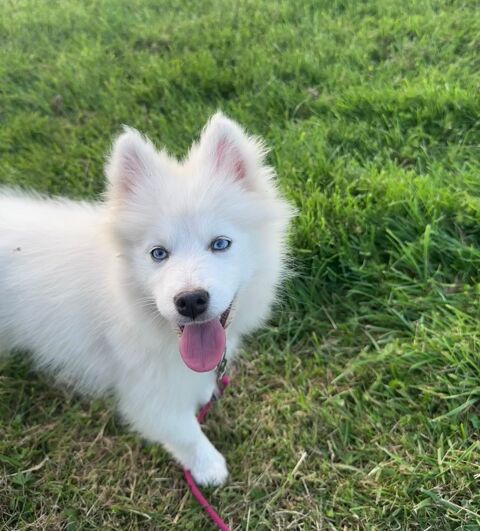 Femelle mini Pomsky f3 facilit&eacute;es de paiement possible 1700 78000 Versailles