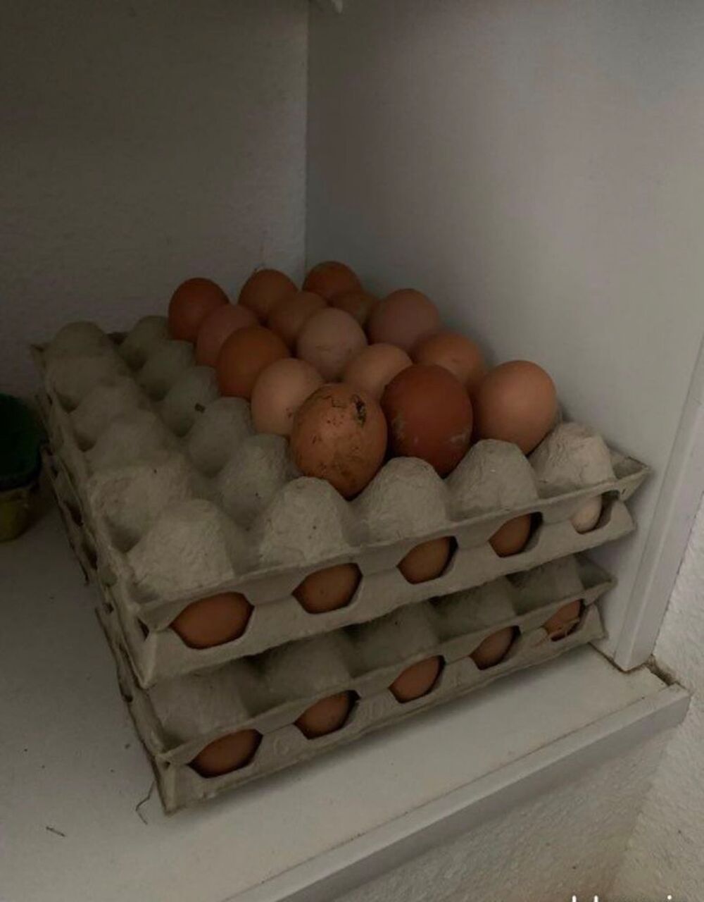 &Aring;"ufs de poules Jardin
