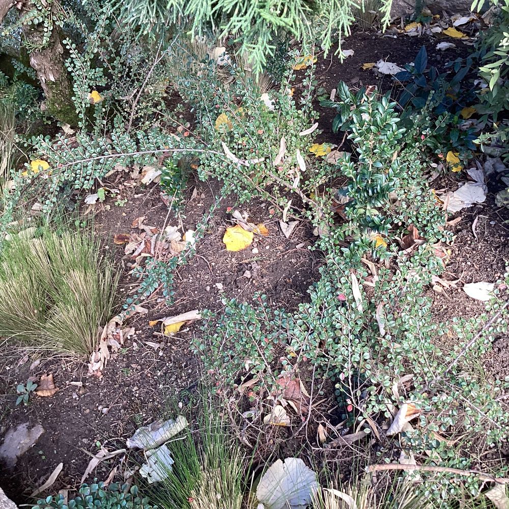 Plants d'arbustes pour jardin Jardin