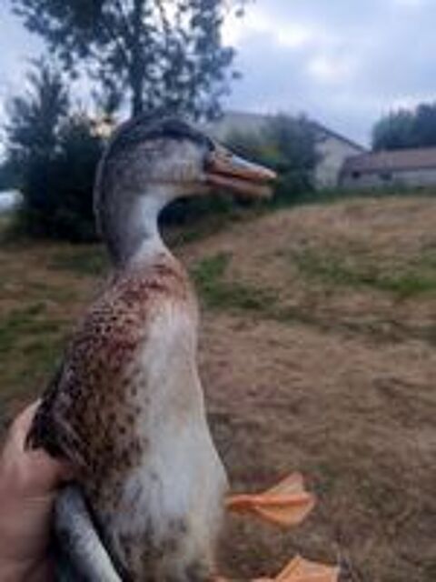   Canard colvert mâle  