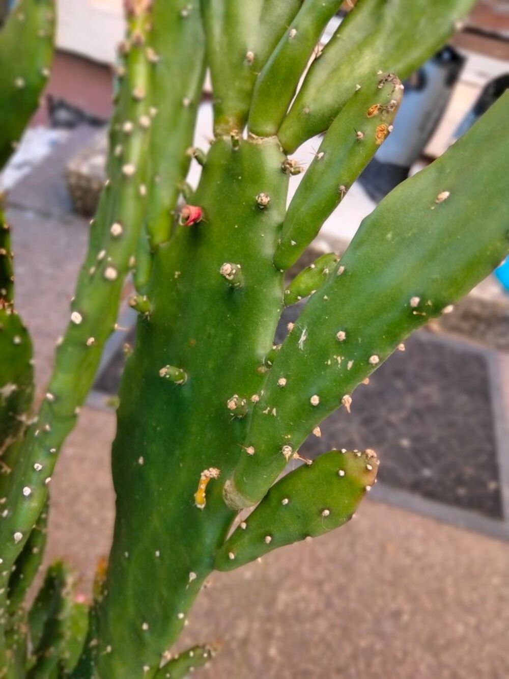 Cactus Jardin
