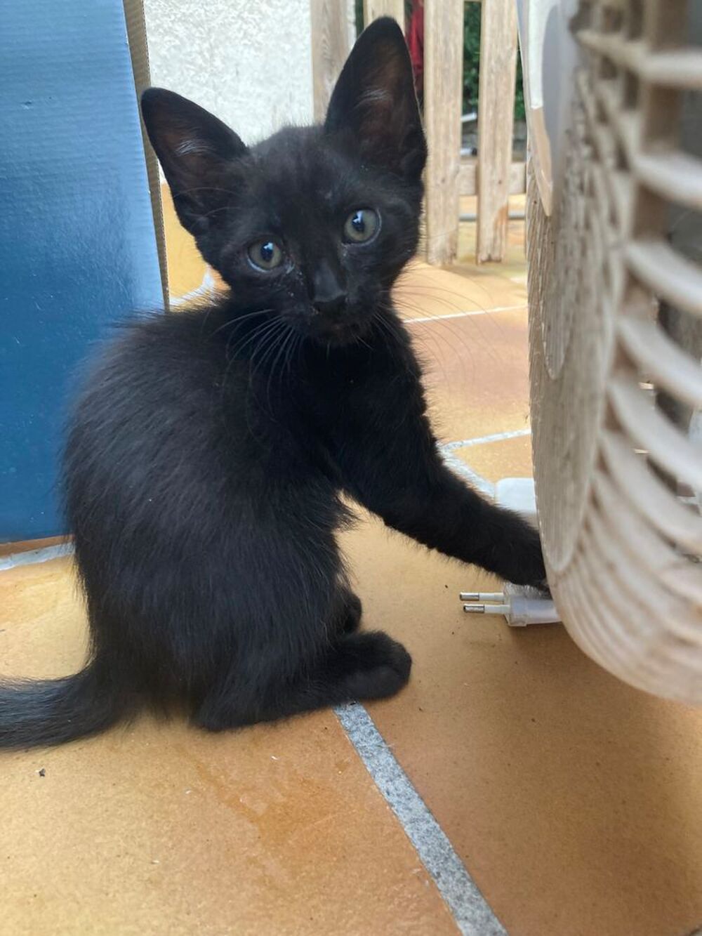   Adorables chatons  