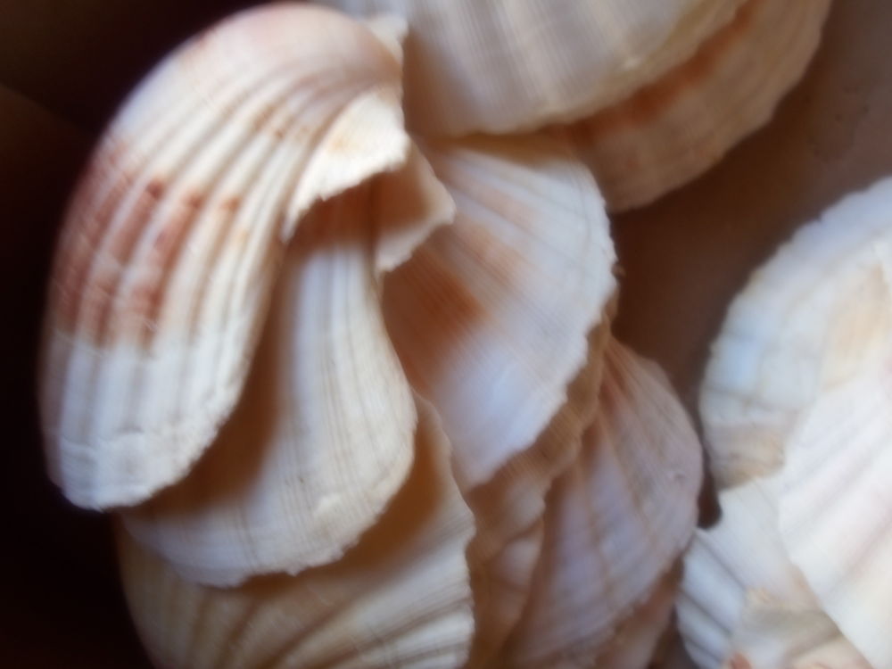 coquilles st jacques Décoration