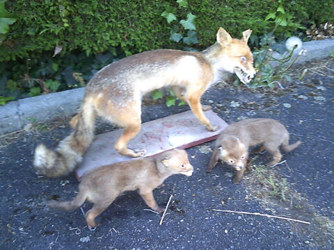 Renard et deux renardeau naturalisée 200 31200 Toulouse