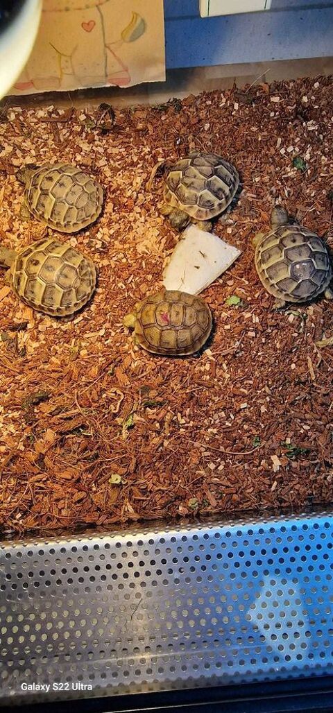 Tortues juvéniles disponibles Jouy-le-Moutier (95)