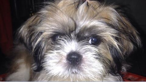 RECHERCHE CHIOT SHIH TZU 0 62190 Lillers