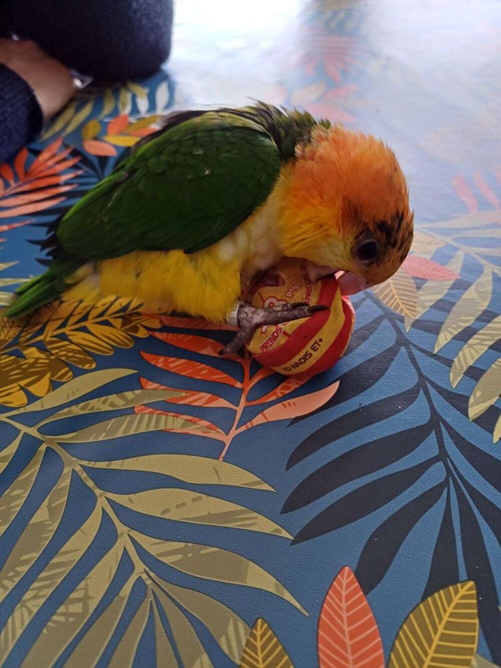   Caïque a tête orange 