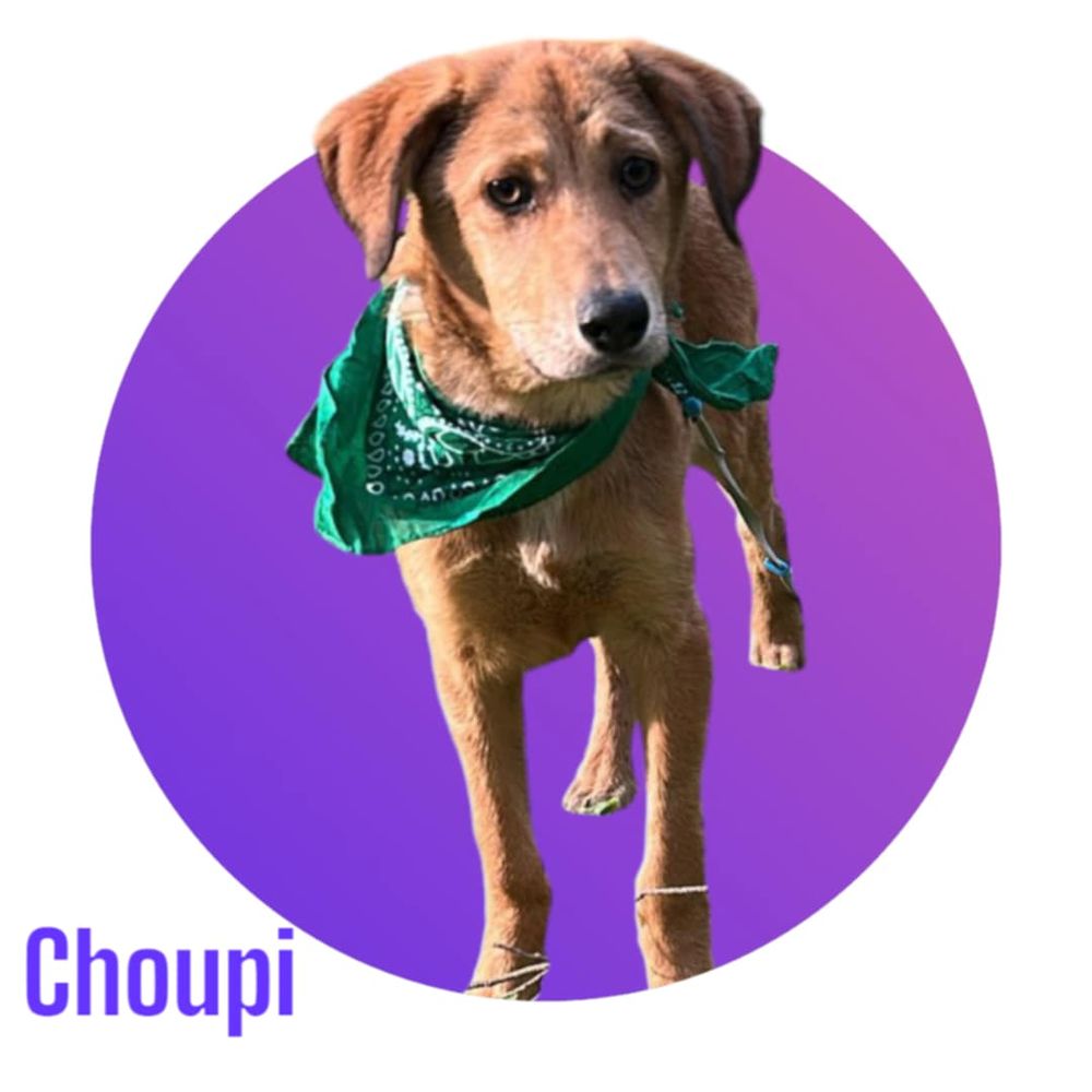   Choupi, né le 8 septembre 2025, taille adulte moyenne (18 kg environ), à l'adoption ! 