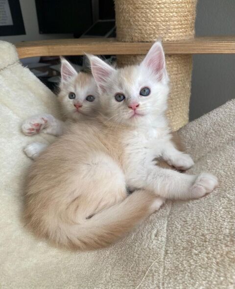 Magnifiques chatons Maine Coon 1000 44100 Nantes