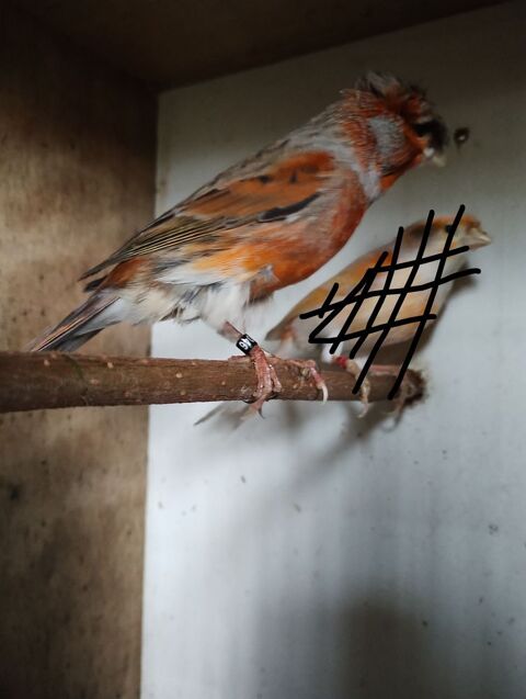 M&acirc;le canari Arlequin  25 59144 Preux-au-sart