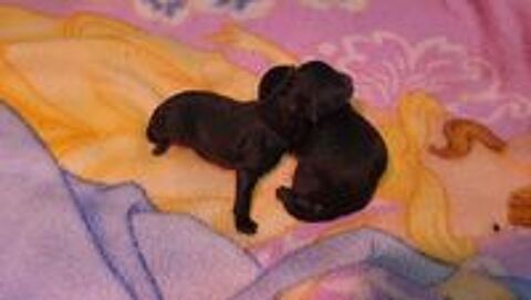   Chiot Caniche Toy noir ( A reserve ))
