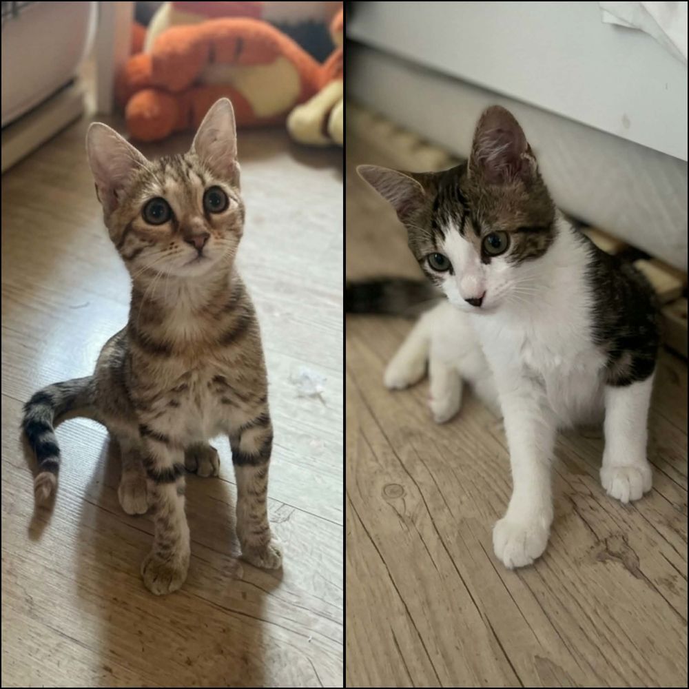   BLINI et BOND 