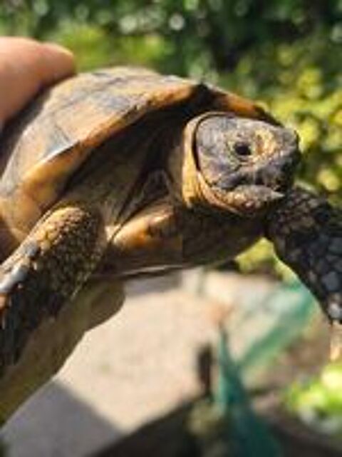   Cede tortues 12 ans 