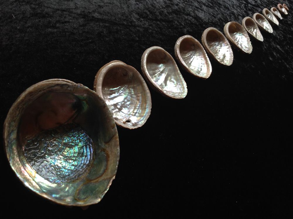 TR&Egrave;S ORIGINALE COLLECTION D'ORMEAUX Envoi Possible
