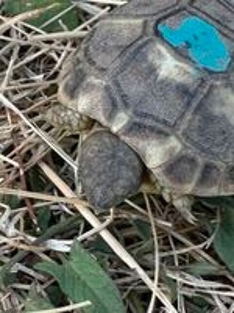   Tortue terre 