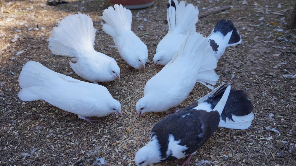   Pigeons paon blanc 