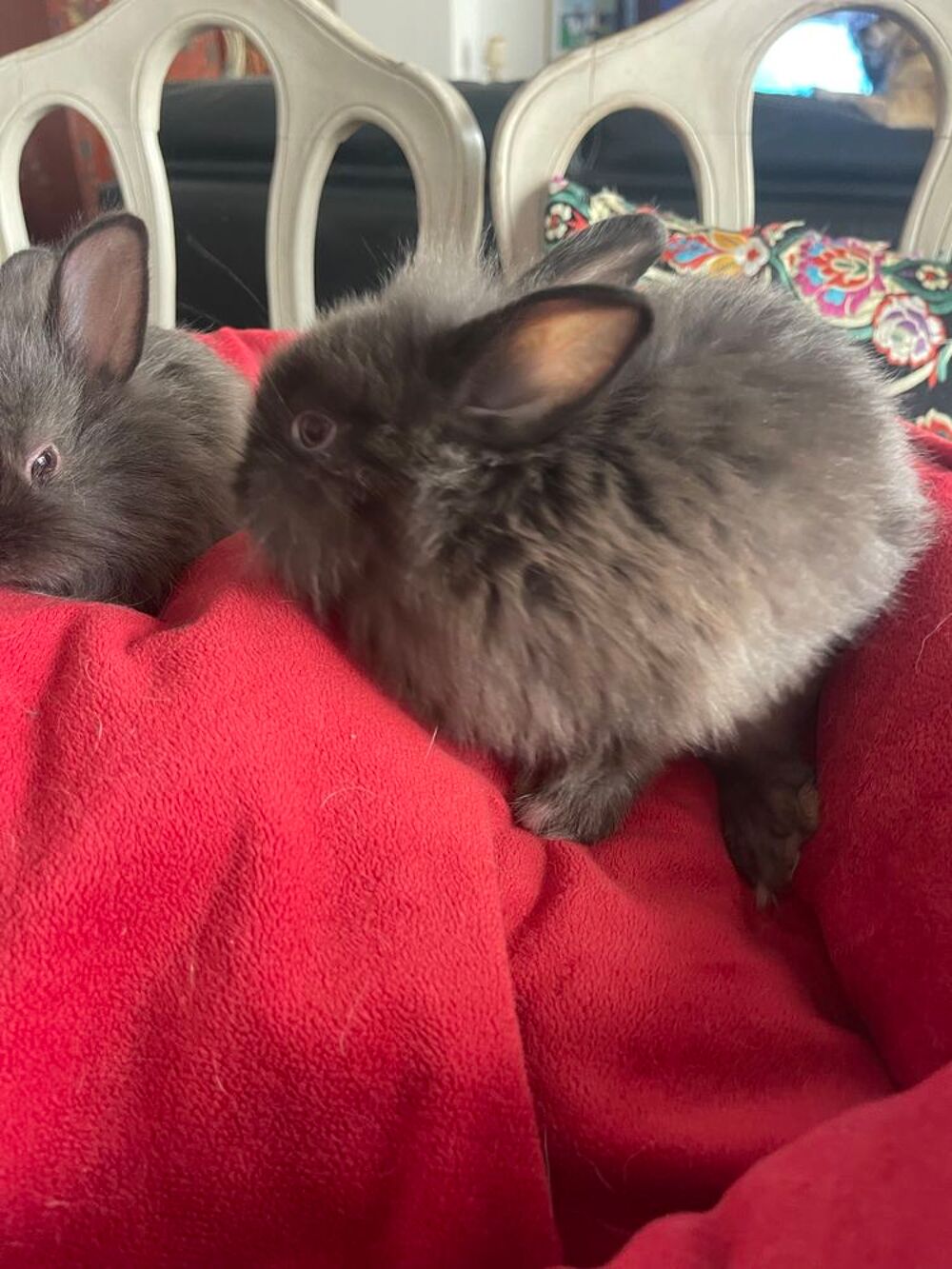   lapins extras nains  