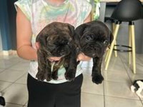   Chiots Bouledogue Français 
