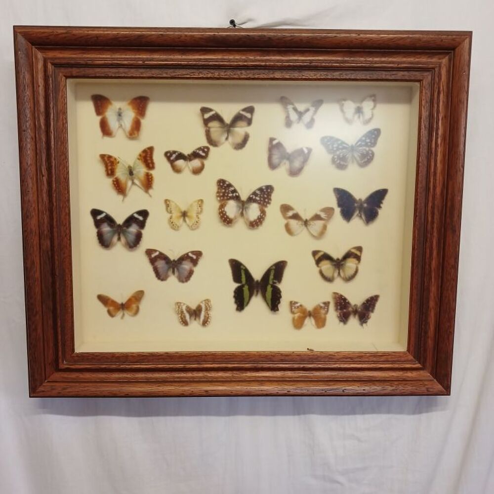 coffret 20 vrais papillons Décoration