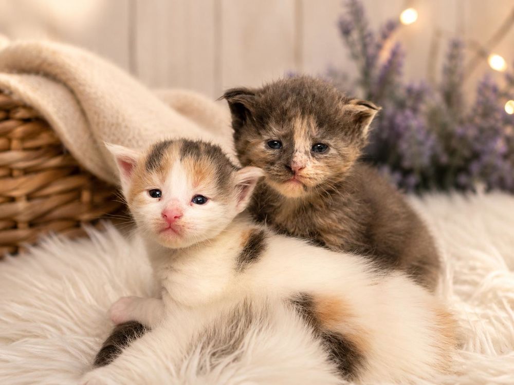   Chatons Maine Coon LOOF ? Lignées prestigieuse 