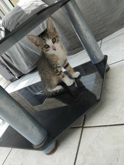 CHATON 0 91070 Bondoufle