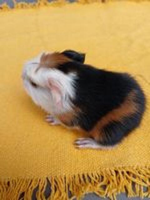   Cochons d Inde femelle bbs ou 1an max 