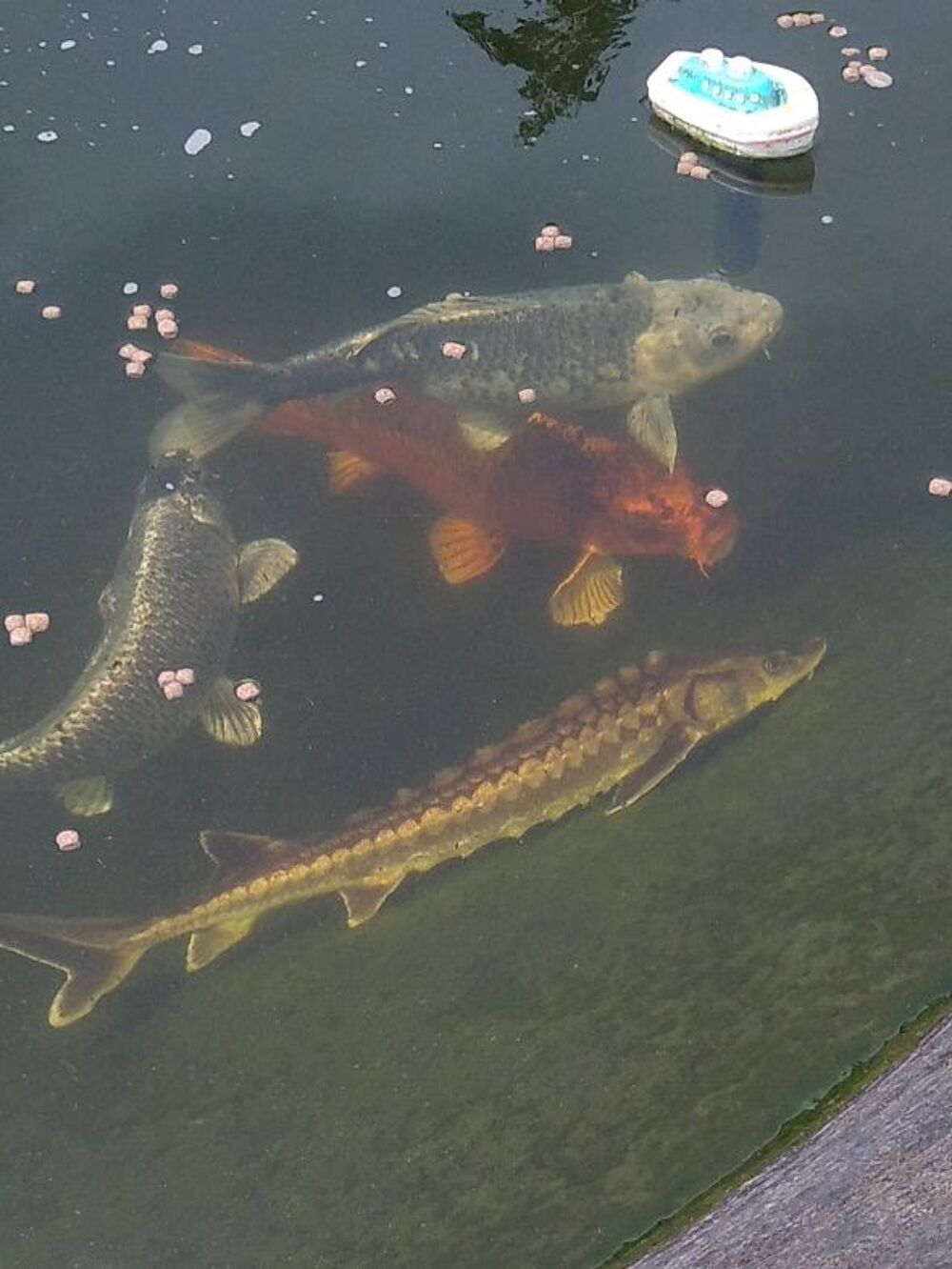   Poisson et plante d'ornement.  