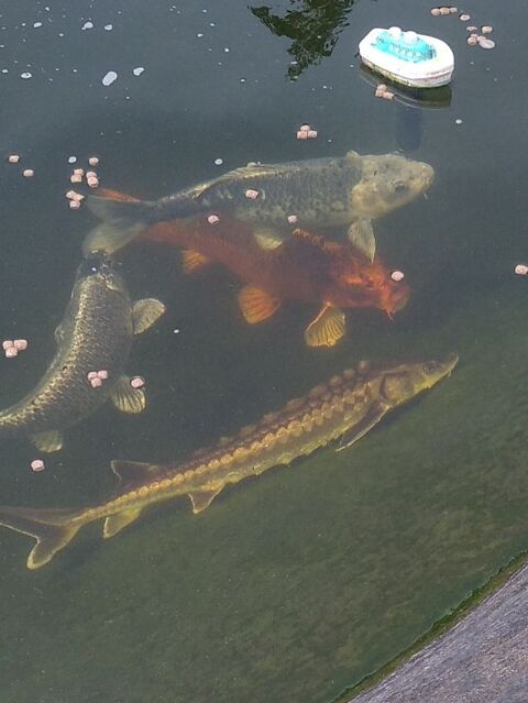 Poisson et plante d'ornement. 50 29200 Brest