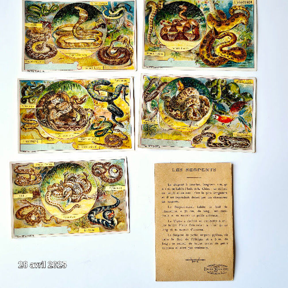 Lot de 6 images chicor&eacute;e avec des serpents de toutes vari&eacute; 