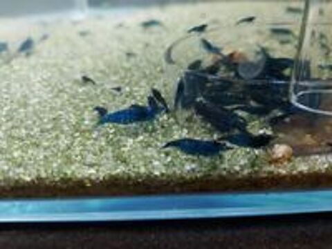   Crevettes bleues neocaridina blue velvet  