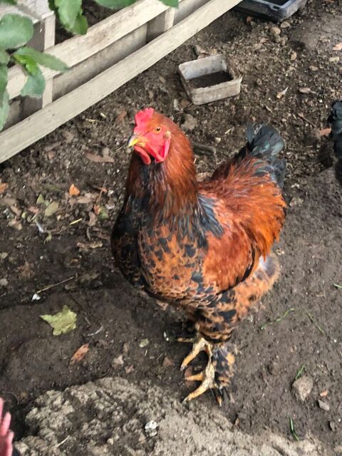 Coq brahmas 0 31800 Saint-gaudens
