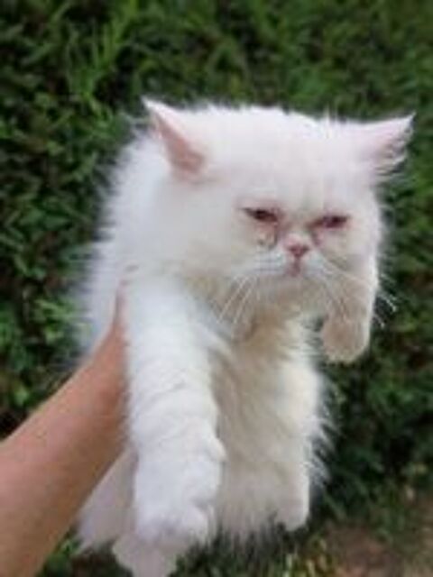   Chaton Persan 
