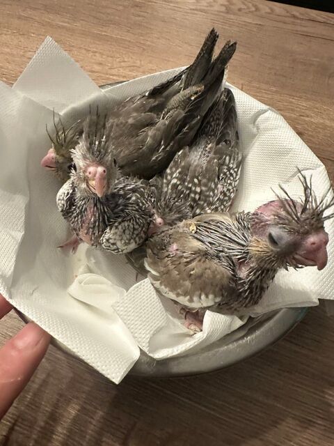 Calopsitte, EAM 100 28500 Germainville