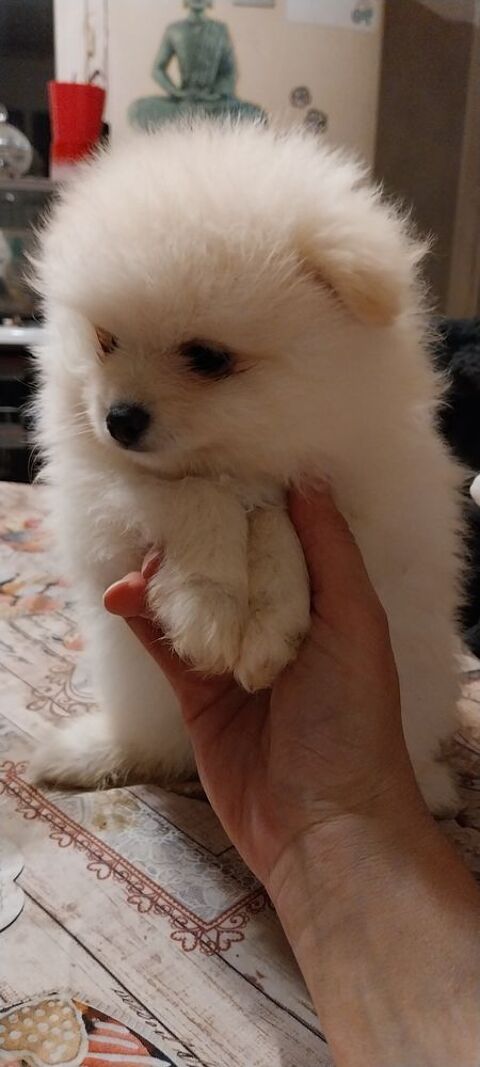 Spitz nain 34450 Vias