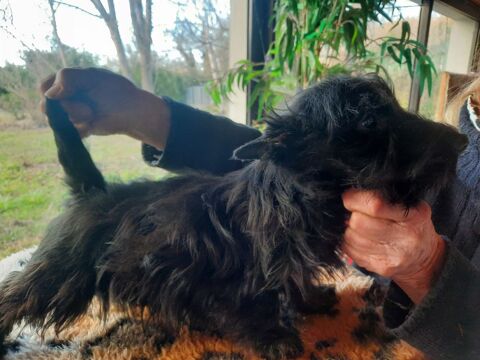 Terrier &eacute;cossais dit scottish 1500 26790 Tulette